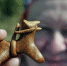 Праздник козули - Североморские вести