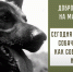 О подвигах служебных собак - Североморские вести